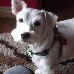 Meet your Posher, Jenny